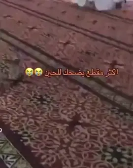 #fyp #viral #اكسبلورexplore 