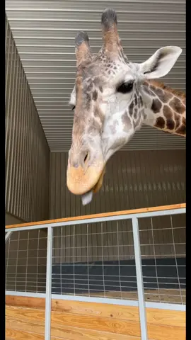 Love this place! Its a must if you have little ones! #traveltiktok #travelmomlife #roadtrip #wildlife #drivethroughzoo  #travelbucketlist #travelfamily #zoo #animals #wilstem #wilstemwildlifepark #travellife #Indiana #thingstodo #fyp