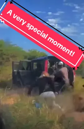 Lion released back into the wild after being treated for snare injuries.  #nature #wildlife #animal #spiceyelle #animalsoftiktok #safari #gamedrive #lions 