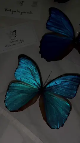 فراشات حقيقيه محنطه🦋 #CapCut #هدية #شفاعمرو #هدايا #فراشات #هدية_مميزة #حقيقة #هدية_مميزة #هديه_العيد #🦋 #مورفو #morpho #Bluew#Bluew Cardigan 