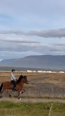Fluga 💖 #icelandichorse#horsesoftiltok#islandpferd#equestrian#equistrianlife 