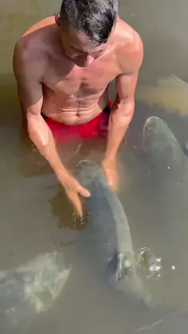 #valdemir  encantador de peixes gigante 