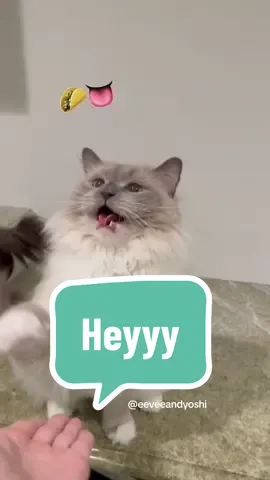 Happy Taco Tongue Tuesday