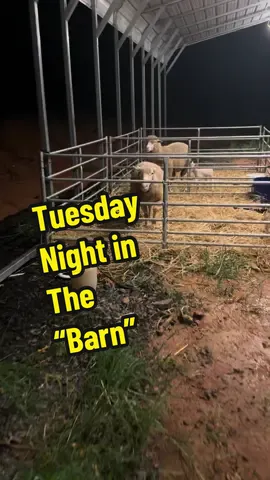 I hope you enjoy the live ❤️❤️#sheep #lambing #lambingseason #lambs #sheepfarmer #sheepfarm 