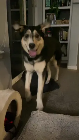 I’m always up for dancing #happydog #happydoggie #happyhops #bestfriend #happydance #tippytaps #trending #fyp #foryoupage 