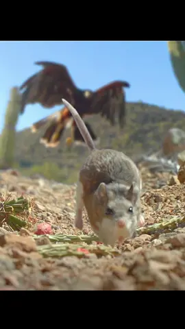 #tiktok #fyp #documentary #popularscience #harrishawk #mouse #harrishawkhunting #eagle 