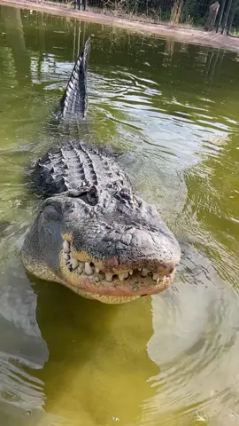 ¿Alguna vez has visto a un caimán marcar territorio? 🐊 Esta peculiar forma de comunicarse es muy común en los caimanes, lo usan para marcar territorio o para comunicarse. Los caimanes cogen aire con los pulmones y provocan esas vibraciones con el dorso de su cuerpo transmitiendo un sonido que viaja por el agua a grandes distancias. En el reptilario aún podemos ver los grandes caimanes en la instalación de verano, y con la llegada del otoño y las bajas temperaturas pasaran a su instalación interior con visión subacuática! ¡ No te lo puedes perder ! Si tienes planeado visitarnos en estos días ⚠️RECUERDA!⚠️ , que los accesos al parque se han visto afectados por la DANA, podéis encontrar los accesos alternativos en nuestras publicaciones anteriores o en nuestra página web #safarimadrid #safari #madrid #reptiles #curiosidades #caiman #misisipi #caimanmississippiensis #reptiles #animales #ocio #aventura #wildlife #naturaleza