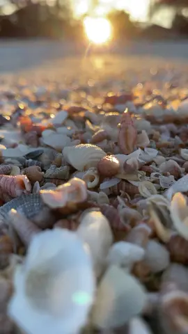 Kerang dan Pantai... #aesthetic #pantai #beach #vidiomentahan #sunset #bangkabelitung #pantaitemberan 