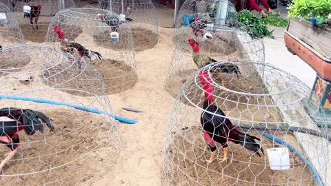 Đúng ngày là lên xe 