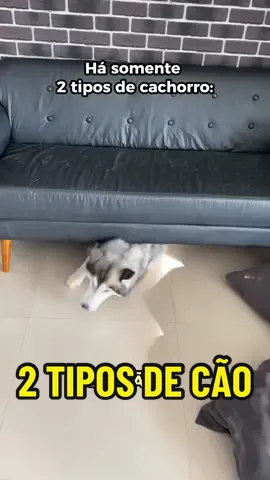 Ps.: as vezes os dois tipu podem habitá o mesmu cão