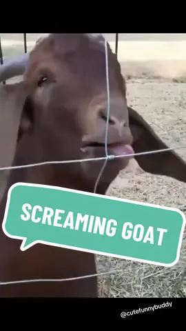 #screaminggoat #goat #animal #funnyvideos #compilation #viral 