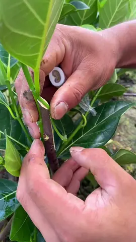 Jackfruit tree Inarch  Grafting Suitable for fruit tree with high sap content and low grafting survival rate. #grafting #graftingtechniques #foryou #fyp #graftingplant #plantgrafting 