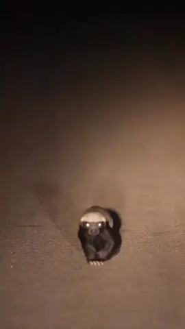 It's not every day you spot a baby honey badger on a night game drive! 😍 Hands up the rare few of you who've spotted one of these rare creatures?  🎥: This epic and very special sighting was spotted in @lionsandsgamereserve by I/G ffwildlife_photography, shared by @gottalovesa 