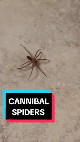 Replying to @duff252525 #brownrecluse #brownreclusebite #spiders #spider #scary #spookyspider #spookyspiders #brownreclusespiderbites #spiderinfestation #spiderinfestationcheck 