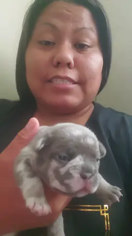 yessss! we are on the road to 1000 followers and reached out first goal of 100.  thank you for those who have followed us so far it keeps my fire burning for real. #achievers #believers #foundation #fromthebottom #buildingblocks #thankyou #grateful #letsgrowtogether #fyp  #ifollowback  #pupdates #puppiesoftiktok  #giveaway 