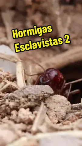 El ejército de las hormigas esclavistas pte 2 #fyp #foryou #viral #hormigas #insectos #curiosidades #anthouse #ejercito #guerra 
