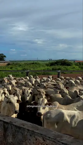 Anticorpos -Loubet #loubet #originaisdocountrybrasil #sertanejo #anticorpos 