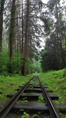 #livewallpaper #wallpaper #wallpapers #hdwallpaper #4klivewallpaper #RailroadTracks #IntoTheForest #ForestJourney #NaturalPathway #WoodlandRails #TracksInNature #ScenicRailway #ForestAdventure #RailwayPhotography #WoodedTrail #NatureExploration 