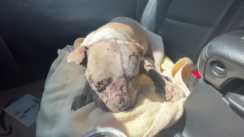 Here is the footage from Jessie's freedom ride. We took her directly to a specialty vet, as she's going to need around the clock care. They were so kind and welcoming when we arrived. They actually carried her inside as she's too weak to walk. We could just smell the infection in the car, it doesn't look like a fresh wound to us. She is extremely swollen, pus is coming out of her eye and another wound on her head, and her tongue is hanging out. We're not sure if it's from a dog fight or what, but what we DO KNOW is these wonderful people are getting her on pain meds, anti-nausea meds, and antibiotics so she is no longer in pain. They're going to sedate her soon to get a better look at what's going on.  **We will keep you updated every step of the way.**  When we rescue a dog, we know they are as much your dog as they are ours. Your donations are the ones that save their lives. So we will keep you informed as timely as we can. Thank you all for your outpouring love, we know she feels all the goodness you are sending her. Strayrescue.org/Jessie