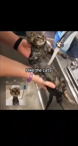 el vídeo de fondo es de @kittens #Gatitos #like #Love #cats #😺😸 #♥️♥️ 