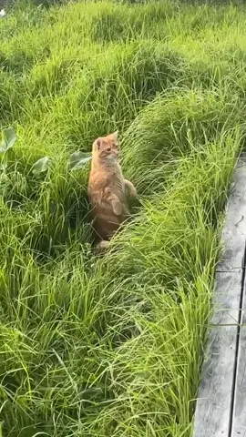 Oyen sedang memantau rumah janda. 🤣 #cats #kucing #funnyvideos #funnycatsontiktok #funnycatsontiktok #cutecatsvideos #catsvideo #kucingimut #videokucinglucu #cutecat #kucinglucu #catlover #funnycatsvideo 