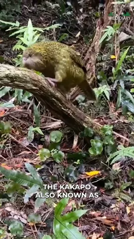 Rare Kakapo | Only 248 Left On Earth 😞