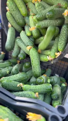 Harvesting cucumbers 🥒⚡️ #agriculture #legume #vegetables #veggies #constanta #organic #fyp #foodporn #cucumber #pickles #muraturi #farm #legumeromanesti #romania #gust 