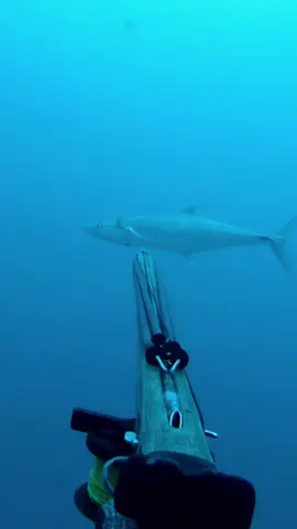 🔥 Big Winter Spanish Mackerel🔥 #spearfishing #spearfish #dive #freediving #freedive #deep #ocean #spanishmackerel #fish #winter #solo #reels #follow #adventure #reel #fun 