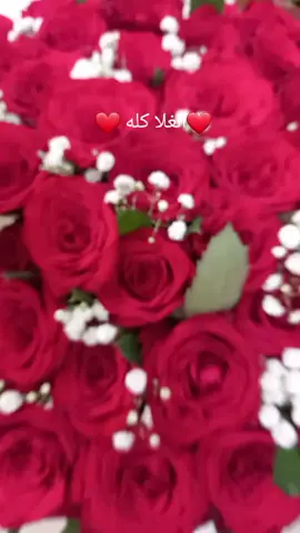 #أزهار_هدايا_ست_الحبايب #ورد #عجب_الجرية #tiktok #foryou #viraltiktok #fyp 