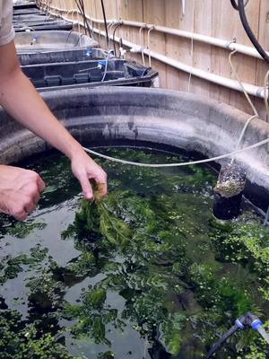 Huge Pond Plant Find! #hornwort #pond #fishtank