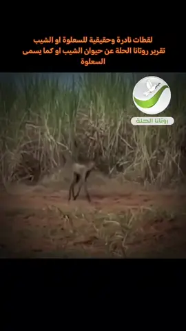 حيوان ناتج عن تزاوج أنثى الضبع مع ذكر الذئب...حيوان منفرد مهدد بالانقراض  شرس للغاية عدواني... أنه حيوان السعلوة او ما يسمى الشيبه #حيوانات_مفترسه #متابعه_ولايك_واكسبلور_فضلا_ليس_امر 