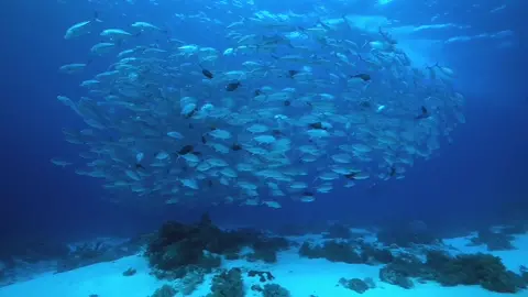 📍Tubbataha Reefs Natural Park Join us for our back-to-back scuba diving adventures on M/Y Gypsy, 30 April - 7 May 2024 and 7 May - 15 May 2024 in Tubbatha Reefs Natural Park. Only eight guests can fit comfortably on this 80-foot (24.3-meter) yacht. Priority is given to comfort and space to allow for more pleasurable diving in the secluded atolls of the Philippines.  The Tubbataha reefs, which are only accessible by liveaboard for a few months of the year, from March to May, and are home to a significant number of sharks, rays, schooling fish, and turtles, offer intrepid divers a taste of a remote sanctuary teeming with marine life. It is one of the world's best dive destinations, comprises over 100,000 hectares of protected reefs, and provides an exceptional and pristine habitat for marine life at the heart of the coral triangle.  Tubbataha & Cagayancillo (8D/7N) Package Master Cabin - US$4,882 per person  Deluxe Suite Cabin - US$3,622 per person  Package Inclusions:  Airport pickup (Dumaguete-Dauin) House reef dive (early arrivals & overnight guests) Share cabin accommodation Full board accommodation  5 meals per day Water, tea, coffee Fruit juice & soft drinks Up to 4 dives daily  12-litre cylinder with air fills  Weights, weight belt, and SMB Deck and bath towels Enos GPS personal locator  Not Included:  Flights Additional transfers (Cebu-Malapascua, Coron & Return transfers) Equipment hire Nitrox Beer, wine & spirits On board merchandise Crew and dive guide gratuities Park Fees  #TubbatahaReef #ilovePhilippines #IlovePH #diveinTubbataha #Tubbatahadiving #scuba #scubadiving #liveabaorddiving #divebnb #divebnbota #divebnbotaplatform 