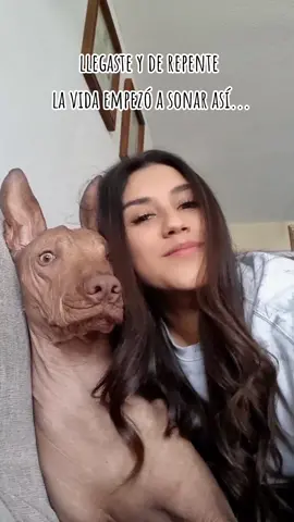 Mi gordo❤️‍🩹 #dogs #burninglove #xoloitzcuintle 