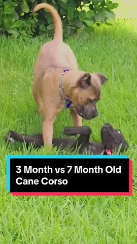 The Difference Between a 3 Month and a 7 Month Old Cane Corso #canecorso #canecorsoitaliano #canecorsopuppy #canecorsoforlife #dog #dogs #puppy #fyp 