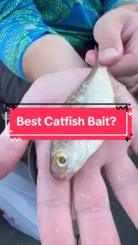 #catfish #castnetting