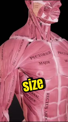 Grow your chest with bench press CORRECTLY. #stitch with @Muscle and Motion & collab with @Jennifer Thompson #benchpress #bodybuilding #powerlifting #gym 