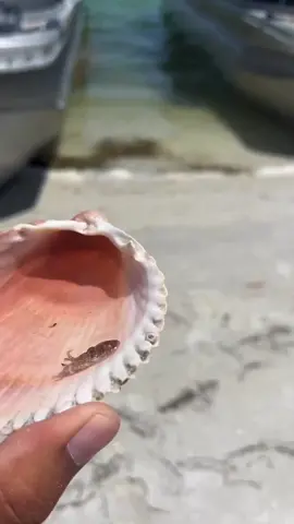 Finding a baby octopus in a shell! 🐙🐚  - 🎥: @islandferryecotours  - #octopus #octopi #ocean #oceanlife #oceanlover #oceanconservation #oceananimals #oceanview #oceanvibes #nature #naturelovers #naturephotography #naturegram #underwaterphotography #beach #beachlife #beachvibes