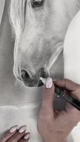 I had a lot of fun drawing this beautiful horse as a way to practice working with lighter tones (which can be challenging for me). Practice makes progress! 😉 PREFERIDO - Charcoal and graphite pencil drawing on paper.  Photo reference credit: @dagmargartnerphotography . . . . #horsedrawing #charcoaldrawing #animalart #equineartist #graphitedrawing #pencilartist #hyperrealismart #paintinganimals #realisticdrawing #realismartist #art #drawing #pencilart