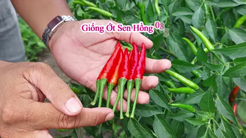 Ớt Sen Hồng 085 mặc dù trồng trong thời tiết mùa mưa nhưng vẫn rất sai trái và mẫu mã trái được thương lái rất ưa chuộng nha quí bà con!!! #senhong #hatgiongsenhong #xuhuongtiktok2023 #LearnonTiktok2023 #nhasangtaonoidung #68kiengiangxinchao