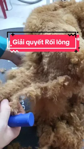 Vì Sao Poodle Rối lông #poodle #poodleroilong #cuahangthucung #petspa #spachomeo #cattialongchomeo #grooming #496laclongquan #lixipet #poodlenaudo #poodlesoftiktok 