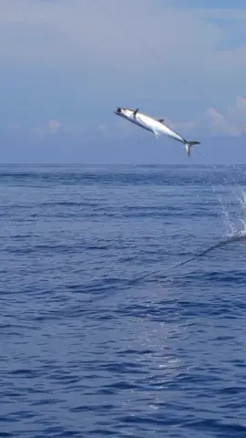 Spanish mackerel #mancing #mancingmania #fypシ #ikan #tenggiri 