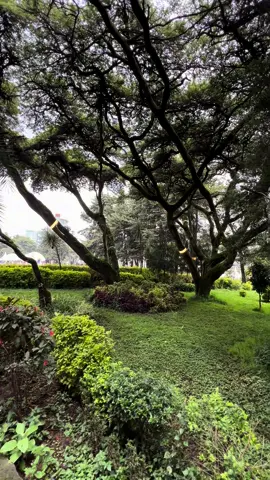 ለ ፍቅረኛሞች ሚሆን ቦታ 🥰 ቪድዮን ላይክ ማረግ እንዳረሱ ❤️ 📍ካራ ማራ ፓርክ  📌 ፒያሳ ቸርችል (use map 🗺️) #ethiopian_tik_tok #viral #foryou #reviewaddis 