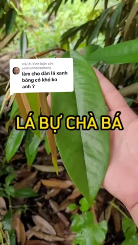 Trả lời @cochunhobanhang Anh, chị nào có cây bị còi cọc, kém phát triển thì sử dụng thử sản phẩm Vua Nở Gốc này nhé. #vuanogoc #trongsaurieng #xuhuong #saurieng #durian 