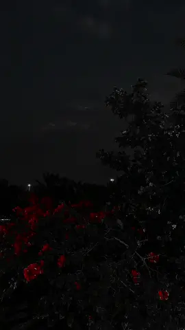 قولي له إني ماهقيت!                                       #قولي_له_اني_ماهقيت #محمد_عبده #foryou 