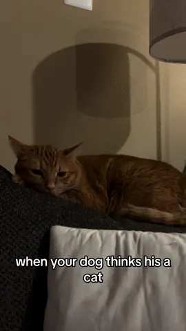 he learned from his big brother ig #fyp #foryou #cats #dogs #foryoupage 