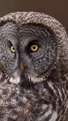 Nocturnal Eye 👀 🦉 Mata besar burung hantu memberi mereka pandangan yang sangat lebar, hingga 110 derajat atau lebih. Ini memungkinkan mereka untuk melihat lebih banyak dari sekitar mereka tanpa harus banyak bergerak. Ini adalah aset berharga saat mereka berburu mangsa atau menjaga diri dari predator lain. Pada beberapa jenis burung hantu, penempatan mata besar mereka di bagian depan kepala mereka memberi mereka visi tiga dimensi yang kuat. Ini membantu mereka menilai jarak dengan sangat akurat saat mereka menyergap mangsa. Kemampuan memutar kepala hingga 270 derajat adalah adaptasi lain yang mengesankan. Ini memungkinkan mereka untuk melihat sekeliling mereka tanpa harus bergerak. Burung hantu memiliki leher yang panjang dan fleksibel, serta tulang belakang leher yang lebih banyak daripada manusia, memungkinkan mereka untuk melakukan putaran kepala yang ekstrem. #owl #burunghantu #bird #animals #adorableanimals #wildlife #wildanimals #burung #nature #documentary #CapCut #fyp #nocturnal 