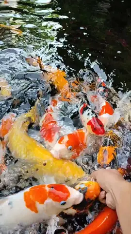 kasih makan juragan dulu #ikankoi #kolamkoi #naturalpond #keratonfarm
