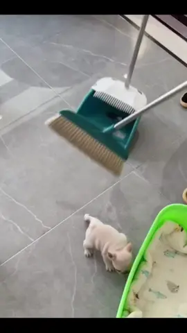 #cute #pet #foryoupage #cutedog #dogsoftiktok #dog 