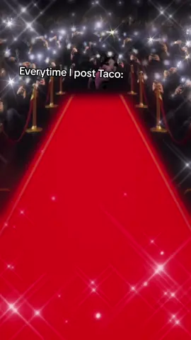 FLASH WARNING #fyp #catsoftiktok #tacocat 