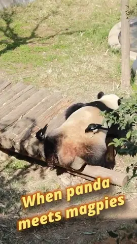 A panda was enjoying a relaxing day at a breeding base in China's Shaanxi, until two magpies came to pluck her hair for nesting. #panda #China #Xinhua